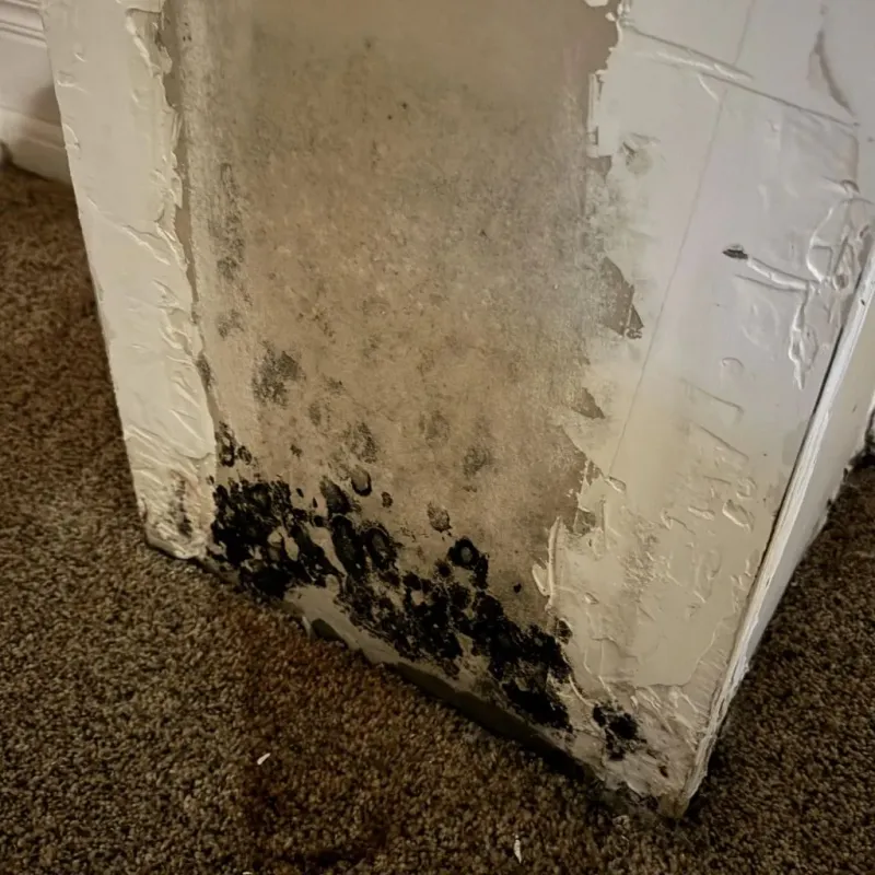 Professional Mold Removal in Hutchinson County, SD